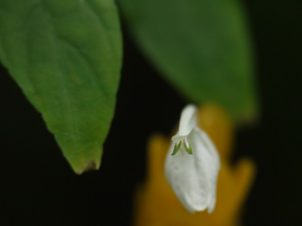 c0109827_17515132.jpg