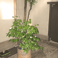 d0033734_14443744.gif
