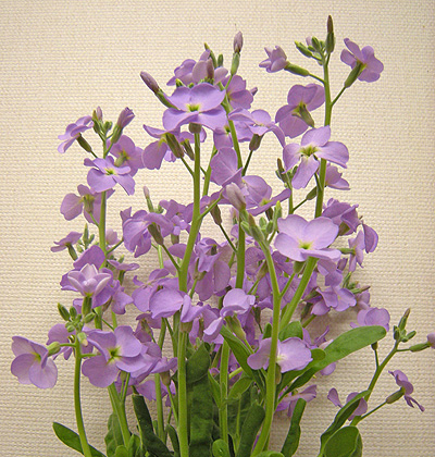 a0001354_2124132.jpg