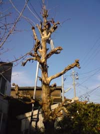 f0168256_8143666.jpg