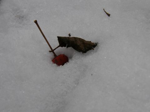 c0042869_1642836.jpg