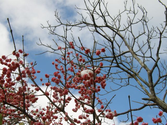 c0042869_1683498.jpg