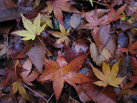 c0104371_10362471.jpg