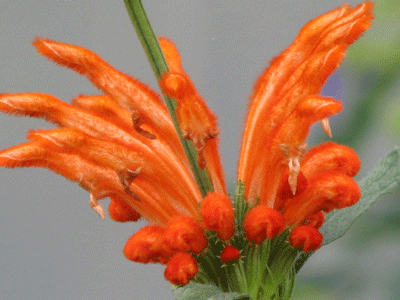 d0050472_22505016.gif