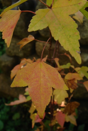 c0135480_0101037.jpg