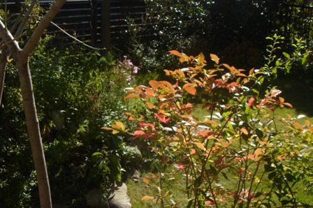 c0135480_0145215.jpg
