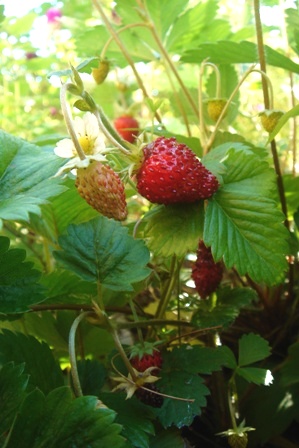 c0135480_23544670.jpg