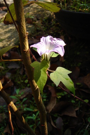 c0135480_235875.jpg