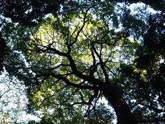 c0002089_1465735.jpg