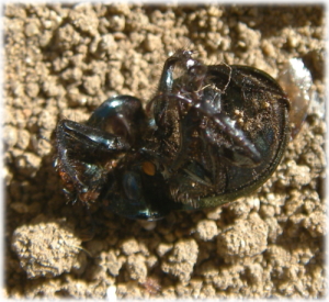 d0046294_13285147.jpg