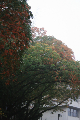 c0129498_1775036.jpg