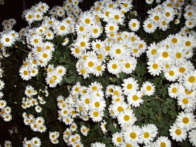 c0138198_14351433.jpg