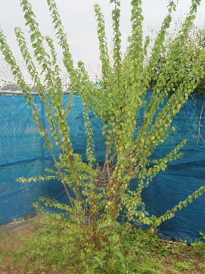 e0071811_21343358.jpg