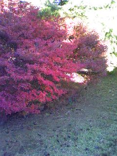 c0150520_22161179.jpg