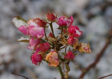 e0136424_9273638.jpg