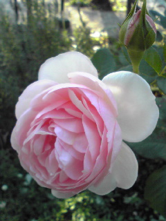 c0141726_6483254.jpg