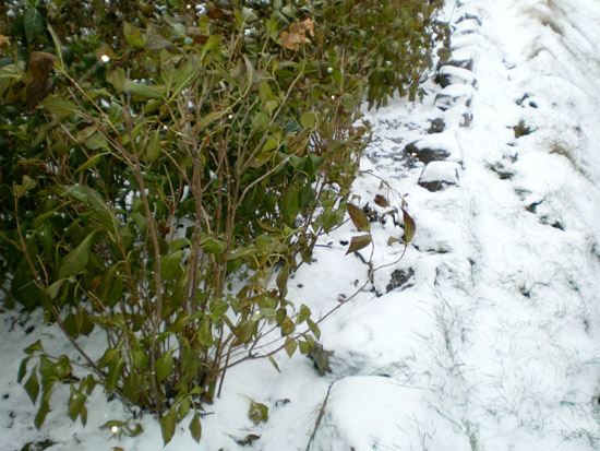 e0037129_178121.jpg