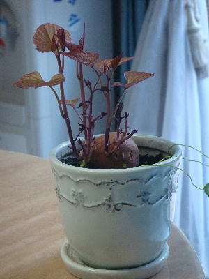 e0134032_1014010.jpg
