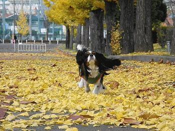 c0145250_171283.gif