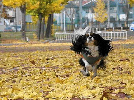c0145250_1751994.gif