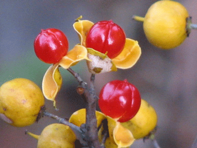 d0050472_17544898.gif