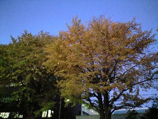 d0109373_181234100.jpg