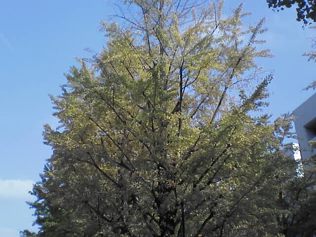 c0069380_11165811.jpg
