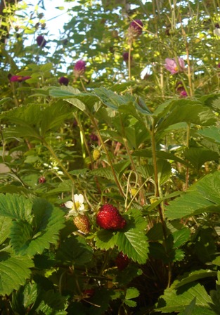 c0135480_2356433.jpg