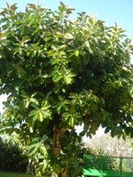 f0153383_1852692.jpg