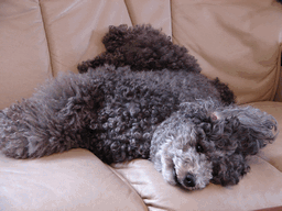 c0136736_12403792.gif