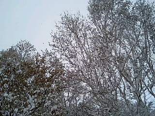 c0117239_633326.jpg