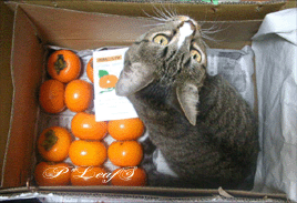 c0176651_12362493.gif