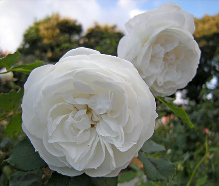 a0001354_21244575.jpg