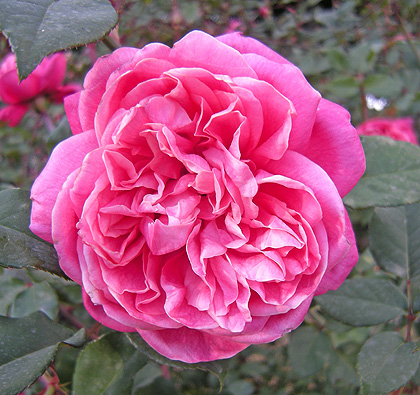 a0001354_2130085.jpg