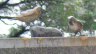 b0051666_152335100.jpg