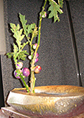b0051666_1674867.jpg