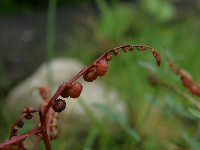 c0042869_15125377.jpg