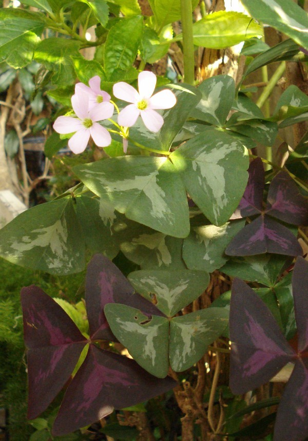 f0165677_17393085.jpg