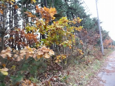 a0024005_22432836.jpg