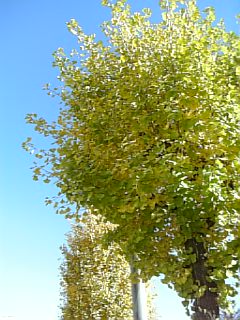 e0098908_2147625.jpg