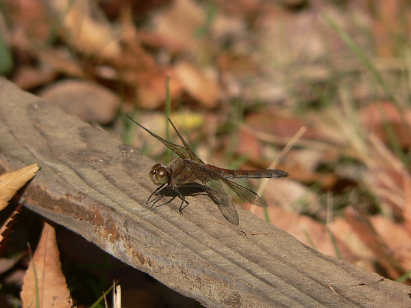 e0002314_16203880.jpg