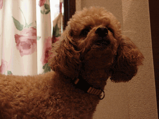 c0136736_18132936.gif