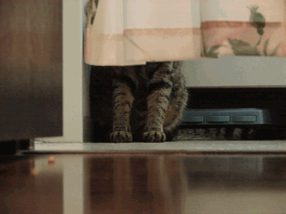 c0136736_18151083.gif