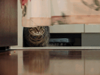 c0136736_18161869.gif