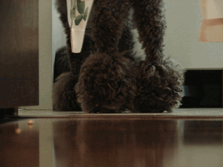 c0136736_1816478.gif
