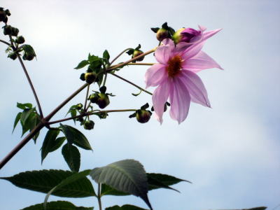c0147952_17241623.jpg