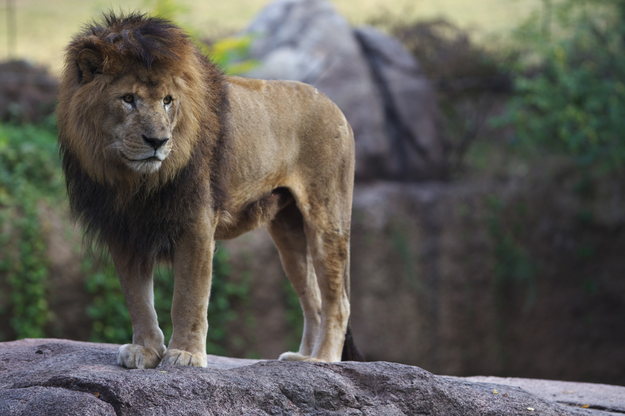 言わずもがなかっこいいライオン 日本のニューヨーク 天王寺動物園がすごい場所にあった Naver まとめ