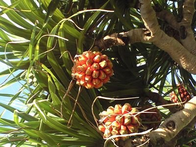 c0139375_1514253.jpg