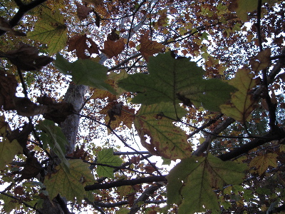 a0079803_0592752.jpg