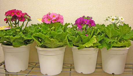 a0001354_21443252.jpg